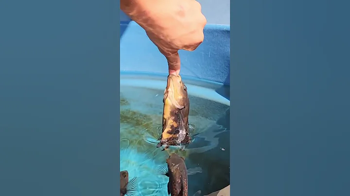 oscar fish dangerous bite || #shorts #shortvideo #oscar