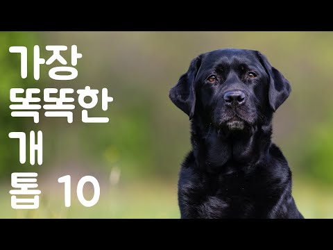 가장 똑똑한 개 TOP10 | 동물의 세계 - Animal World Korean