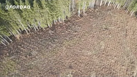 Building a Greener Future with Sustainable Timber Practices | Fordaq