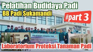 Pelatihan Budidaya Padi Part 3 || BB Padi Sukamandi || Laboratorium Proteksi Tanaman Padi