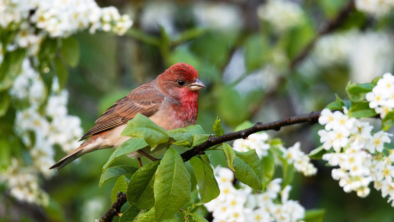 Colorful Common Rosefinch eating fresh Bird Cherry leaves and singing.