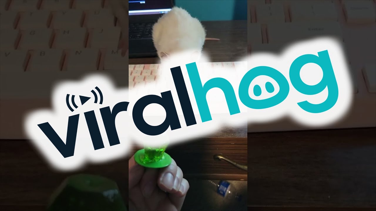 Albino Pet Rat Cleans off Paws on Keyboard || ViralHog