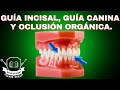 OCLUSIÓN MUTUAMENTE PROTEGIDA FACIL! | OCLUSION ORGANICA | GUÍA INCISAL | GUÍA CANINA