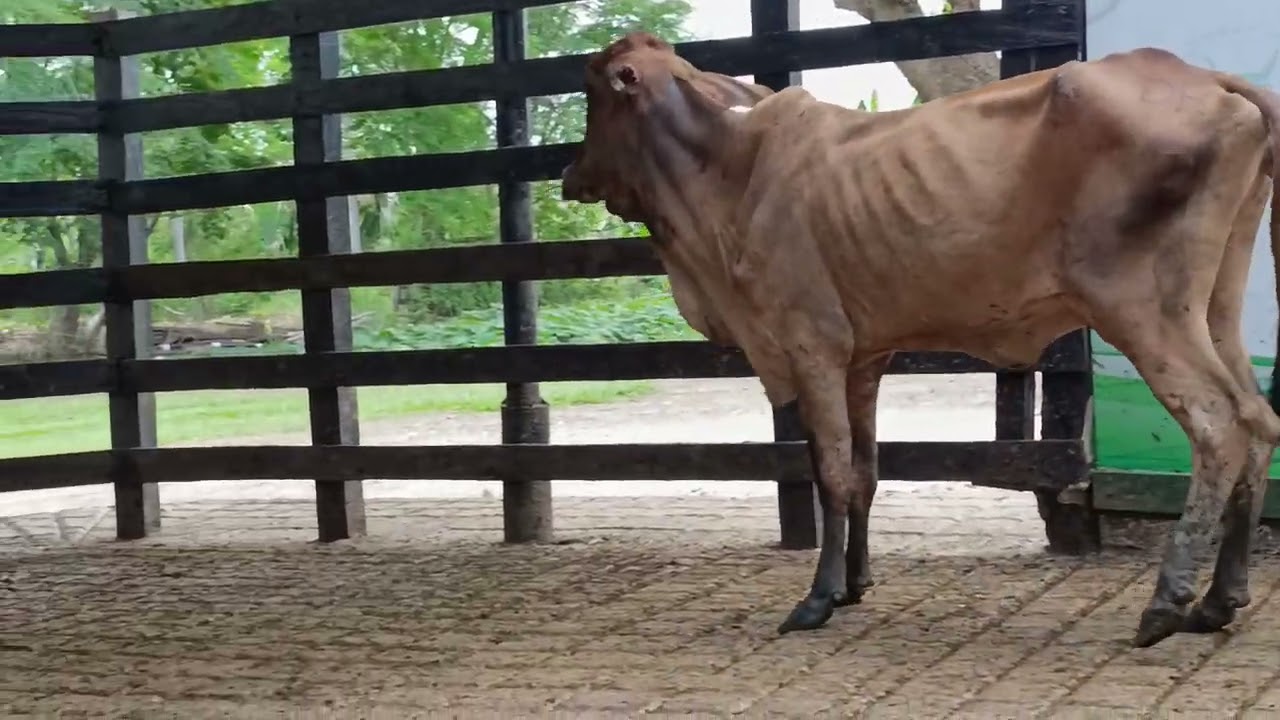 LOTE 140. Feria 10 subasta Santa Clara