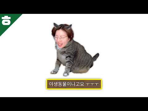 애옹~