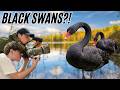 These birds are TAKING OVER the UK...