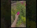 saavan ka mausam#hariyali #plants #plant #nature #ytshorts #shortvideo #love #viral #song #garden