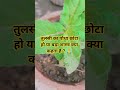 # तुलसी का पौधा घेर -घमोर  होने पर अखंड सौभाग्य का आशीर्वाद प्रदान करता है.🙏 #pradeepmishraji#sort