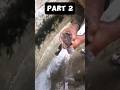 Catching catfish part 2 #fishing #fishlovers #peshawar #fish #fishlover #catfish #fishaholic