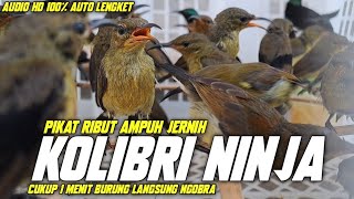 SUARA PIKAT RIBUT KOLIBRI NINJA / KONIN || PANCINGAN KOLIBRI NINJA || suara konin ribut