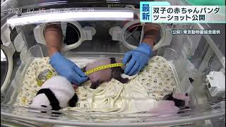 双子の赤ちゃんパンダ、ツーショット公開　上野動物園