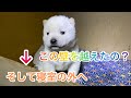 北海道犬のネムの赤ちゃんがついに出ました
