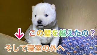 北海道犬のネムの赤ちゃんがついに出ました