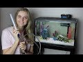 How to Clean Your Fish Tank