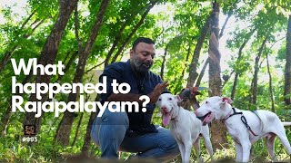 രാജപാളയത്തിന് എന്ത് പറ്റി? What happened to Rajapalayam Puppies? Dog training - required or not?