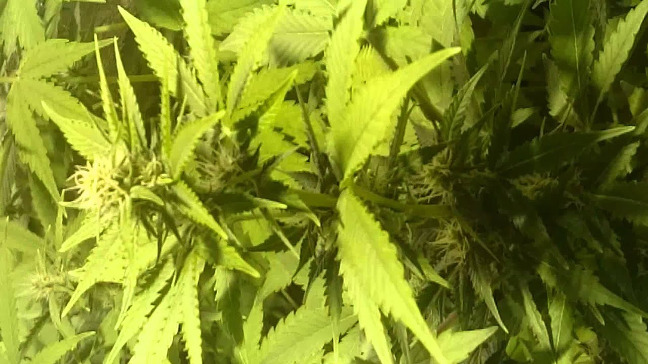 Star ryder y pinapple xpress 5 semanas