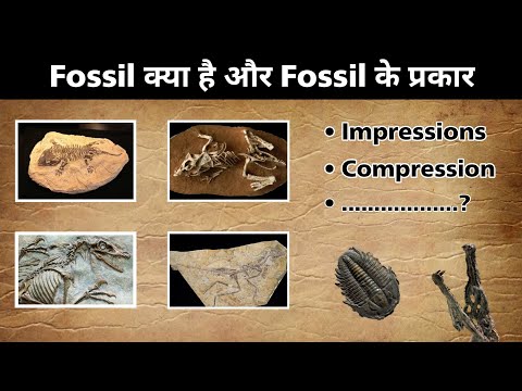 What is the Fossils and types ( details ) 720 HD video #fossil - YouTube