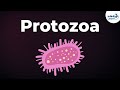 Introduction to Protozoa | Microorganisms | Biology | Don't Memorise