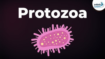 Introduction to Protozoa | Microorganisms | Biology | Don