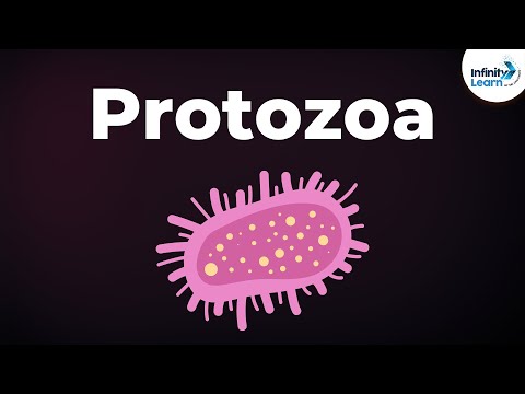 Video: Care sunt trei caracteristici definitorii ale protozoarelor?