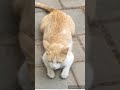 Cat tail dance