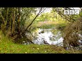 Live Autumnwatch: Day 2 🦌 2021 🍁 BBC