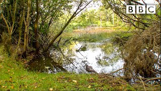 Live Autumnwatch: Day 2 🦌 2021 🍁 BBC