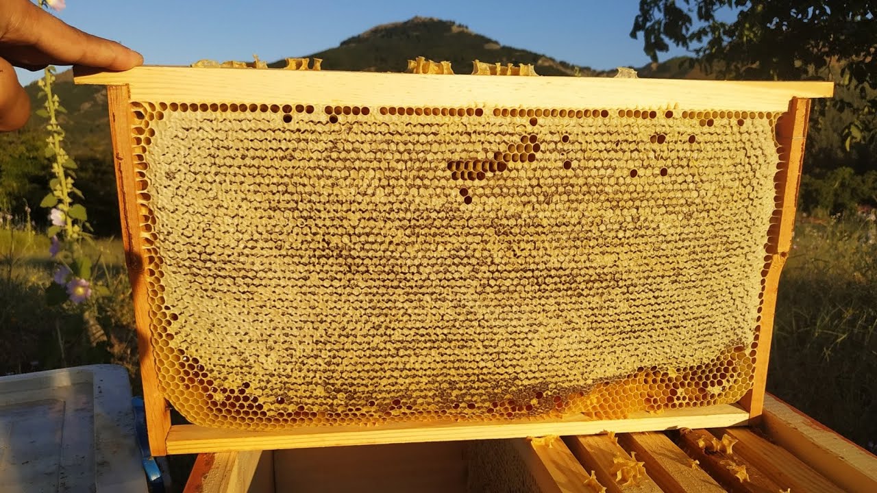 Bir kovandan 50kg bal alınır mı?