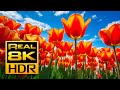 The Most Amazing Tulips in Stunning 8K HDR - Canadian Tulip festival