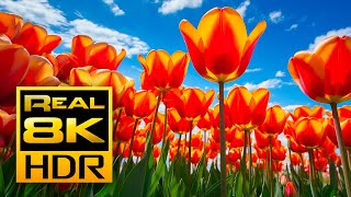 The Most Amazing Tulips in Stunning 8K HDR - Tv Art Wallpaper screenshot 5