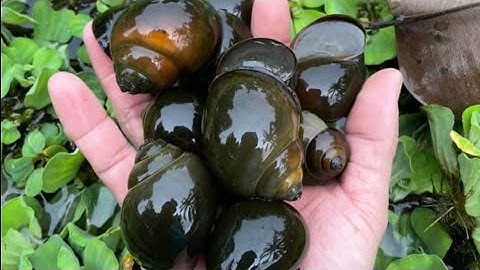 NUÔI ỐC TRONG MÙNG LƯỚI SIÊU ĐẠT HIỆU QUẢ - TRẠI ỐC VĂN HẢI