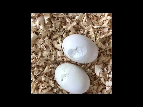 Video: Kako Izgledaju Mali Golubovi