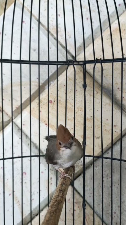 MASTERAN YUHINA