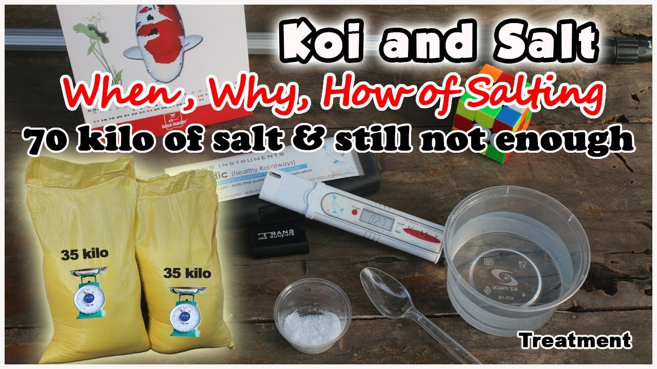 Salt in Koi Pond Salting YouTube