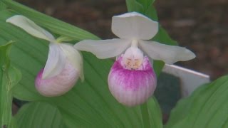 Minnesota Landscape Arboretum Investigating Theft Of Lady s Slipper Flower