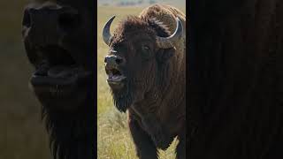 1. American Bison (The American Buffalo)