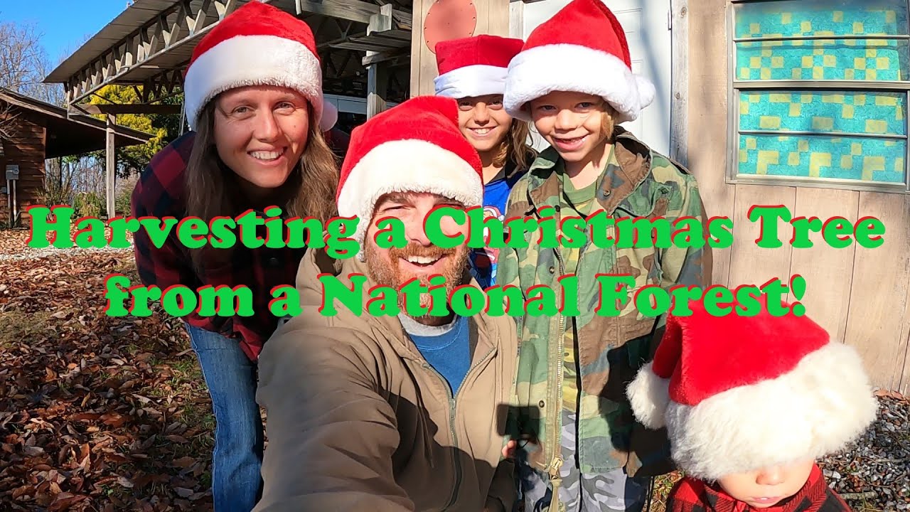 Harvesting a Christmas Tree from a National Forest (sorta) YouTube