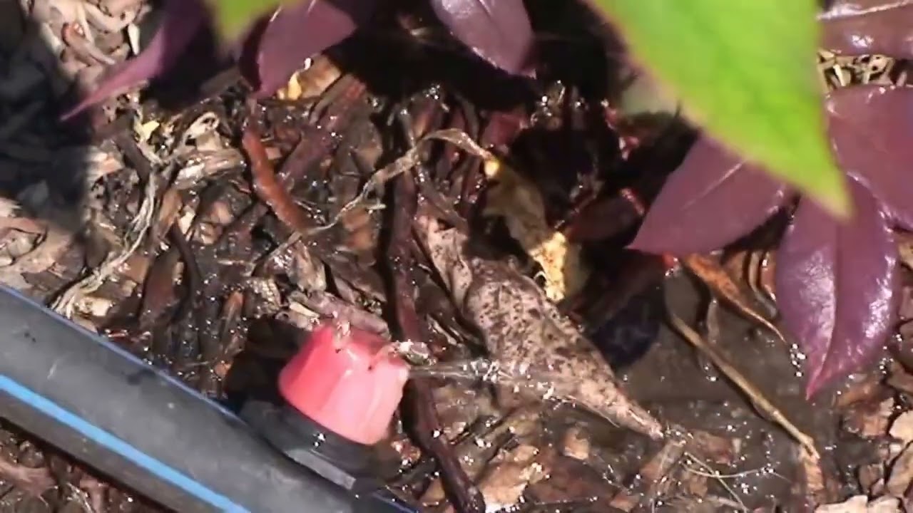 Капельный и подземный полив винограда