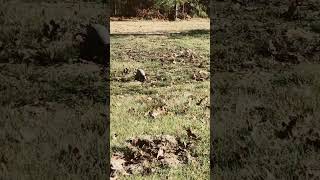 Why Is There A Armadilla In My Yard