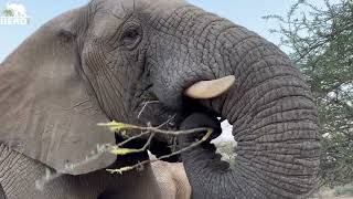 Have You Ever Wondered How Elephants Eat Thorny Branches?