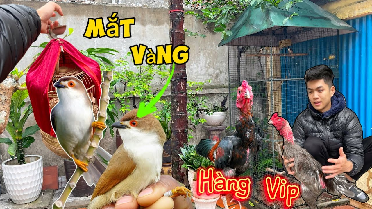Sở Hữu loài chim MI MẮT VÀNG GIỌNG HÓT HAY & Chuẩn bị  mùa chim SINH SẢN đã về || Đạt Bird TV