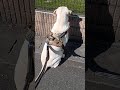 【Was not dealt with.】＃Labrador Retriever 【＃ラブラドールレトリーバー】#Japan