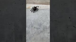 The Tarantula Saga: Part 1