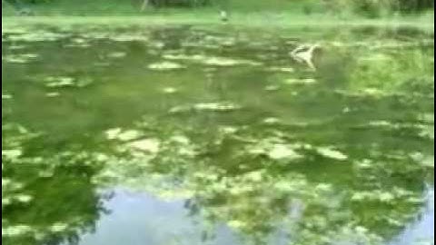 Eastern Snapping Turtle.mp4