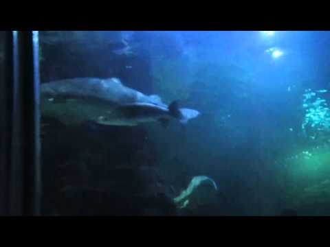 Deep sea world sharks