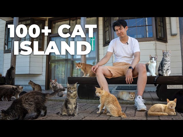 Top 3 Cat Islands in Japan