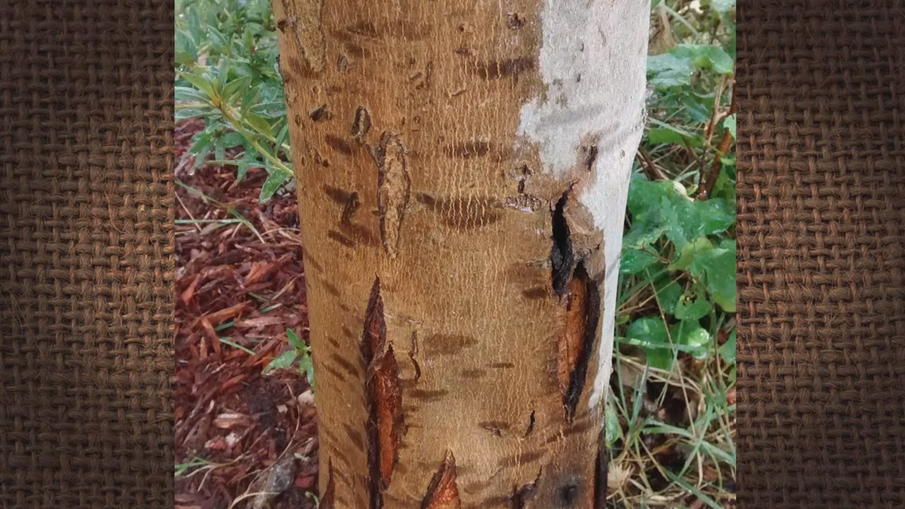 Q A What Is Splitting The Bark On My Maple Tree Youtube