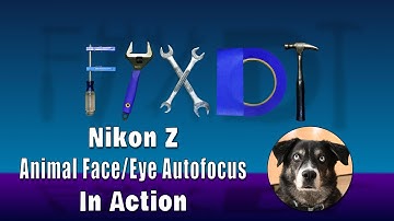 Nikon Z6 Z7 Animal Autofocus Test  | Firmware upgrade 3.00