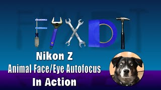 Nikon Z6 Z7 Animal Autofocus Test  | Firmware upgrade 3.00 screenshot 3