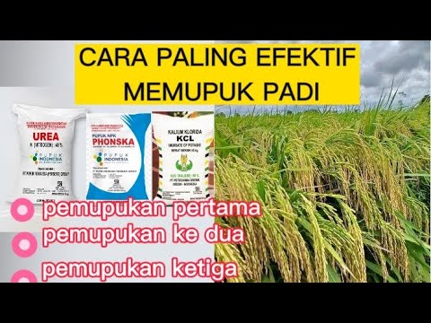 RICE FERTILIZATION FROM THE BEGINNING OF PLANTING TO HARVEST, THESE ARE THE CORRECT STAGES